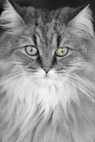Cats_0001
