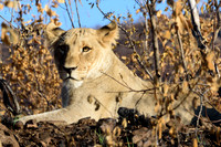 South Africa