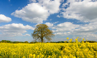 fields_0004