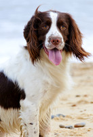 Dogs_0003