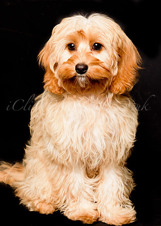 Charlie&Sophie_0001