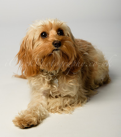 Lola_0001