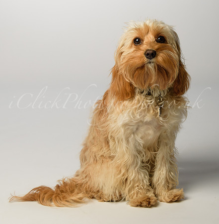 Lola_0002