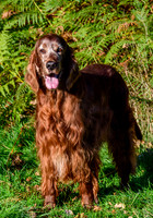 Redsetters_0003