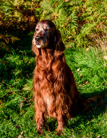 Redsetters_0004