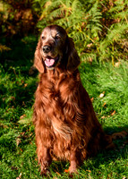 Redsetters_0005