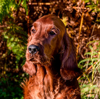 Redsetters_0001