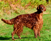 Redsetters_0007