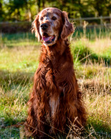 Redsetters_0009