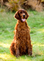 Redsetters_0011