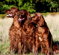 Redsetters_0004