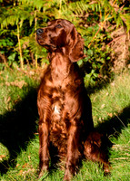 Redsetters_0018