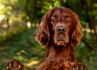 Redsetters_0001