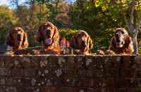 Redsetters_0007