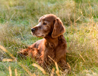Redsetters_0003