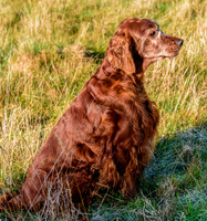 Redsetters_0010