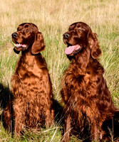 Redsetters_0012
