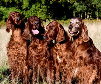 Redsetters_0014
