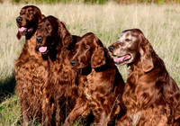 Redsetters_0015