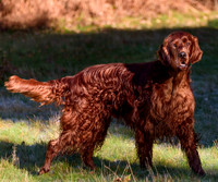 Redsetters_0016
