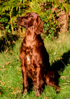 Redsetters_0019