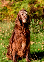 Redsetters_0020
