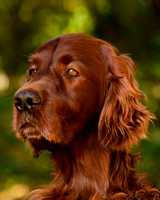 Irishsetters
