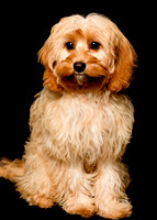 Charlie&Sophie_0002