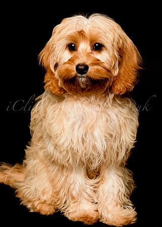 Charlie&Sophie_0002