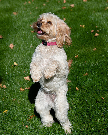 Lola_0004