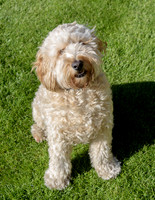Humphrey_0001