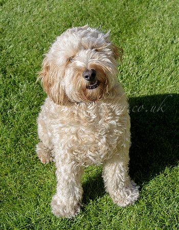 Humphrey_0001