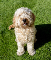 Humphrey_0002