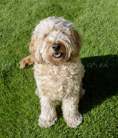 Humphrey_0002