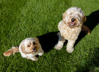 Humphrey_0002