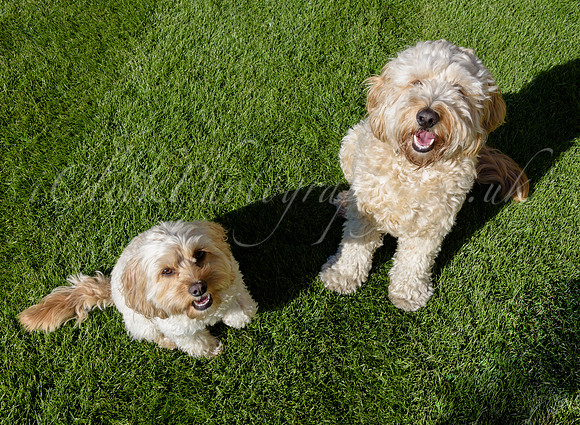 Humphrey_0002