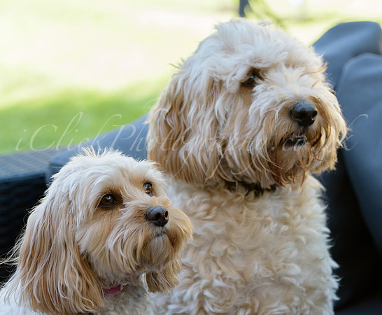Humphrey_0006