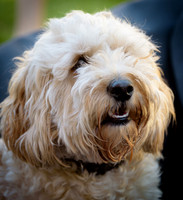 Humphrey_0007