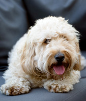 Humphrey_0008
