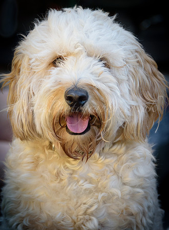 Humphrey_0001