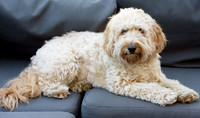 Humphrey_0010