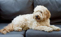 Humphrey_0011