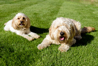 Humphrey_0003