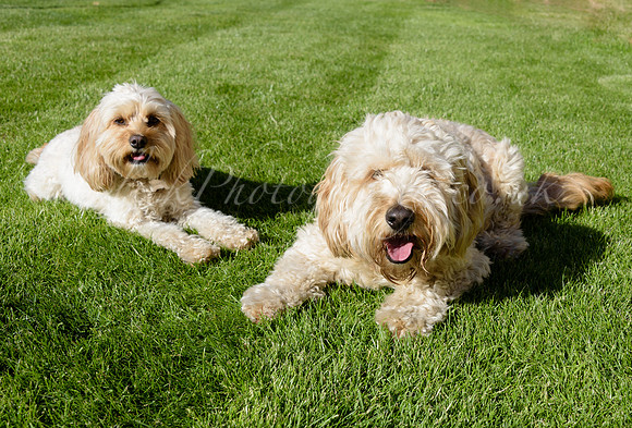 Humphrey_0003