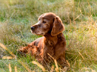 Redsetters_0002