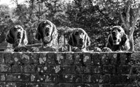 Redsetters_0001