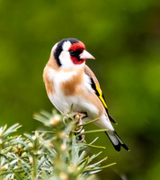 birds_0006