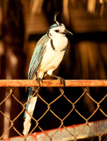 Costa Rica_0001