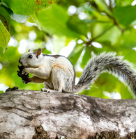 Costa Rica_0001