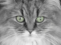 Cats_0001